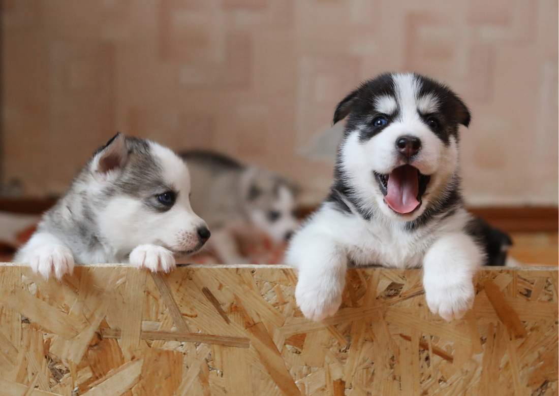 Puppy Biting: What’s normal, how to train, here is what you need to know